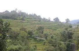 Tanah View Terasering Pinggir Jalan Utama di Baturiti milik sendiri