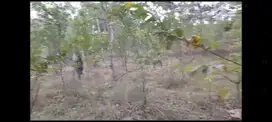 Kebun Jeruk Gunungronggo Tajinan Malang