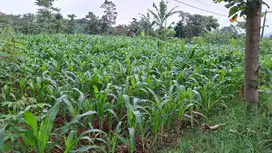 JUAL TANAH SUASANA ASRI HARGA TERJANGKAU BANJARAN BANDUNG SELATAN