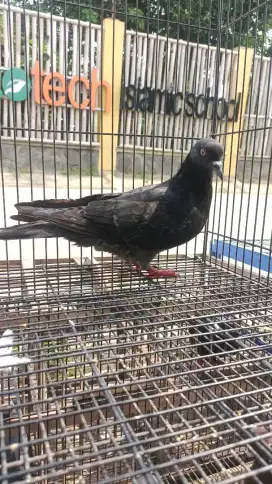 Merpati cewean tritis serba on , mata pilo mawar perabotan mewah super