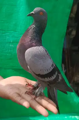 Piyik 2 giringan ke 3 Merpati trah jalur grendasebah X rudal. sepasang