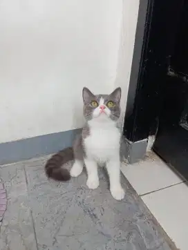 BSH BICO BLUE JANTAN 4 BULAN