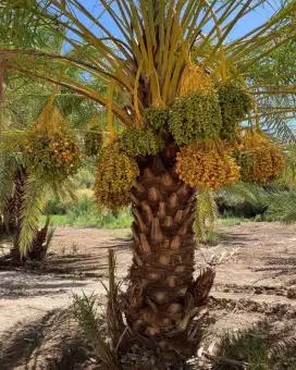 Puhun korma . Pohon kelapa ijo pohon pelindung dll