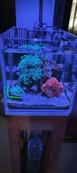 Jual aquarium laut full set mini semua serba mini uk.20x28