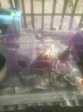 Di jual burung dara