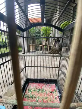 Poksay rowo mulus