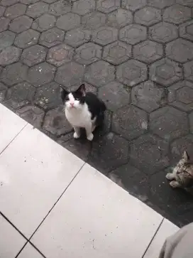 Aksesoris cat . G.y.p.s.u.m