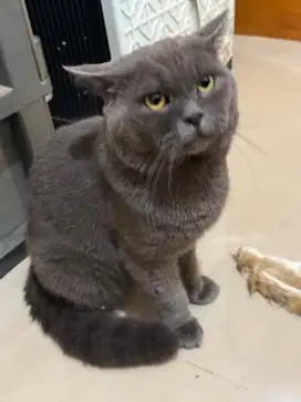 Bsh British Shorthair jantan non ped