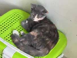 Bsh mix Persia betina kitten