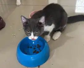 Persia mix bsh betina kitten