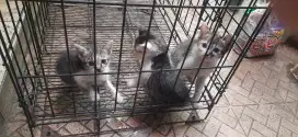 anakan kucing ada3 ekor blaster kucing kampung