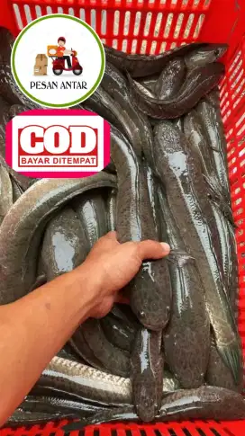Makanan/bahan kuliner pemulihan