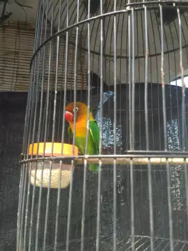 Lovebird Josan burja