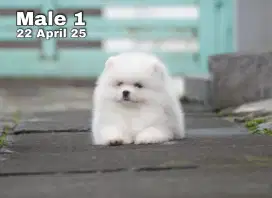 POMERANIAN MALE 1