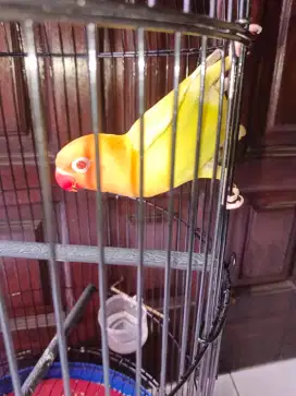 Lovebird Bio ewing pf mata merah
