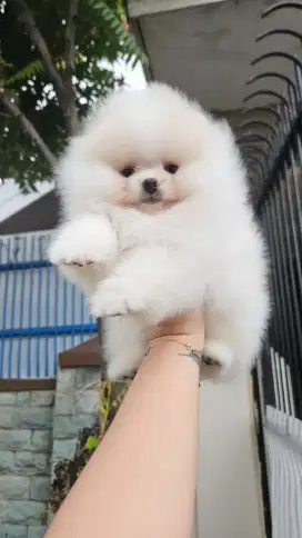 Di jual anjing pom jantan