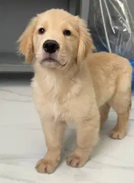 DIJUAL ANAK ANJING GOLDEN RETRIEVER