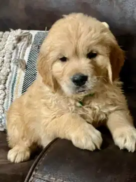 DIJUAL ANAK ANJING GOLDEN RETRIEVER