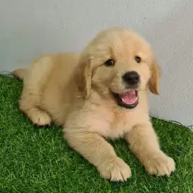 DIJUAL ANAK ANJING GOLDEN RETRIEVER