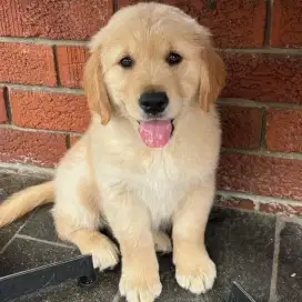 DIJUAL ANAK ANJING GOLDEN RETRIEVER