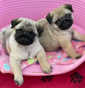 DIJUAL ANAK ANJING PUG