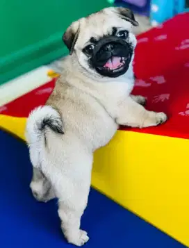 DIJUAL ANAK ANJING PUG