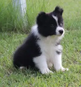 DIJUAL ANAK ANJING BORDER COLLIE