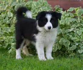 DIJUAL ANAK ANJING BORDER COLLIE