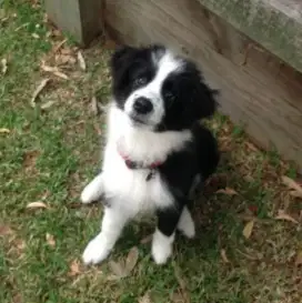 DIJUAL ANAK ANJING BORDER COLLIE