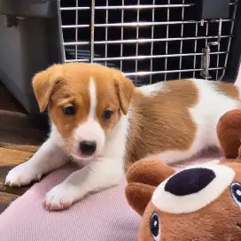 DIJUAL ANAK ANJING JACK RUSSELL