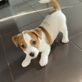 DIJUAL ANAK ANJING JACK RUSSELL PURE
