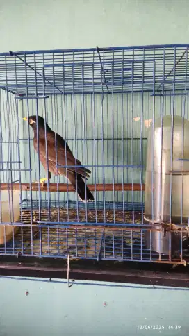 Jual burung jalak nias