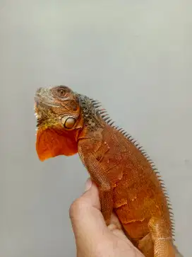 Iguana super red