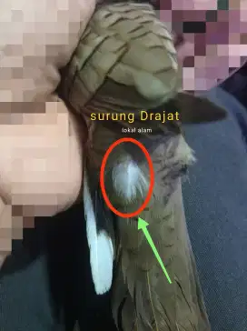 Burung perkutut lokal katuranggan surung Drajat