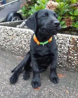 DIJUAL ANAK ANJIING LABRADOR RETRIEVER