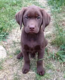 DIJUAL ANAK ANJING LABRADOR RETRIEVER