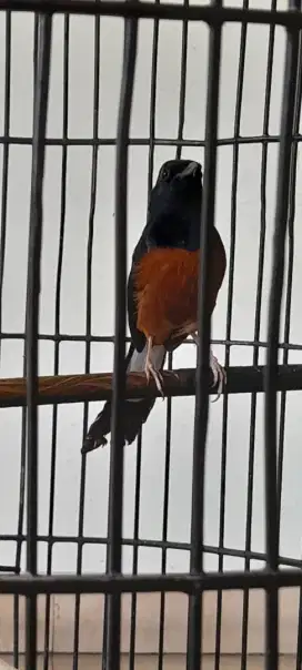 Murai Batu Medan Hutan Mapan