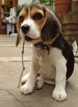 DIJUAL ANAK ANJING BEAGLE