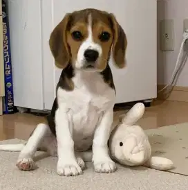 DIJUAL ANAK ANJING BEAGLE