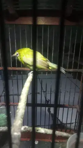 Kacial bali A2 burja
