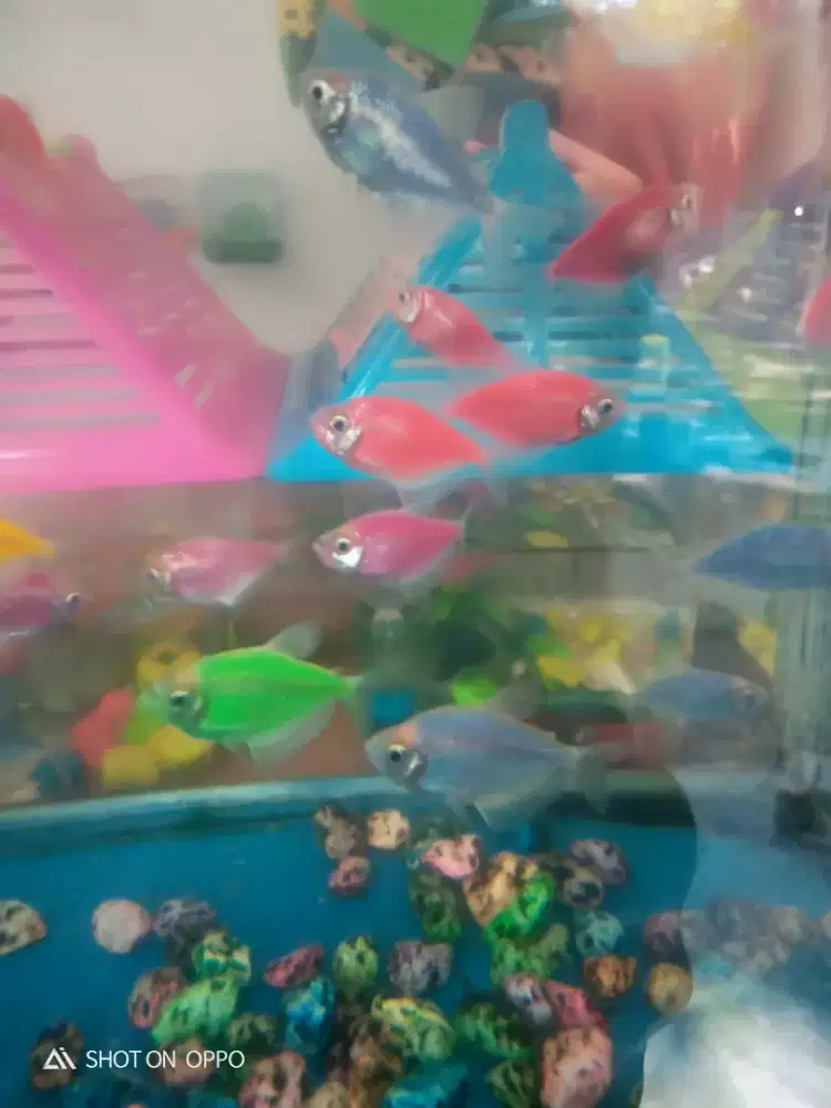 ikan hias small