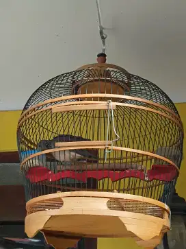DERKUKU KUK 2 ANAK TUNGGAL PREDIKSI JANTAN FULSET SANGKAR.
