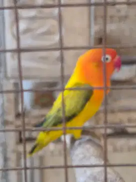 Love bird, Lovebird Biola, warna sesuai difoto, bio pb, bio euwing dll