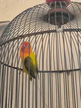 Love bird, Lovebird Biola, warna sesuai difoto, bio pb, bio euwing dll