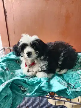 Shihtzu mix pom