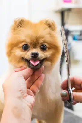 Dog & Cat Grooming