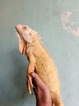 Iguana albino indukan 3 ekor