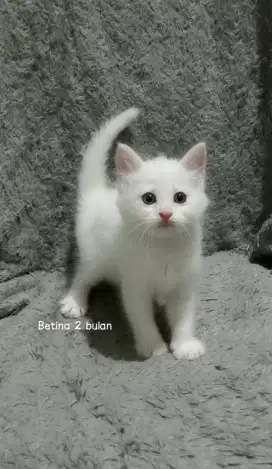 KUCING MEDIUM MURAH