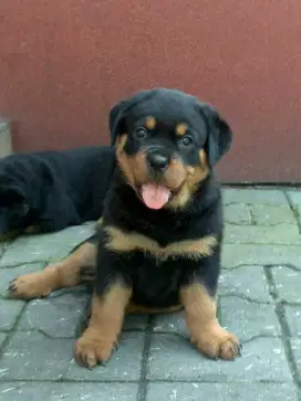 DIJUAL ANAK ANJING ROTTWEILER