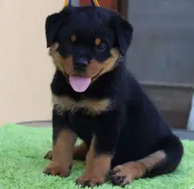 DIJUAL ANAK ANJING ROTTWEILER